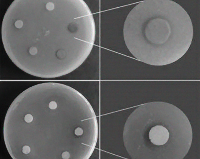 Atividade antimicrobiana do AgVO3 decorado com nanopartículas de prata em diferentes concentrações contra diferentes microrganismos. (Imagem Scientific Report-Nature)