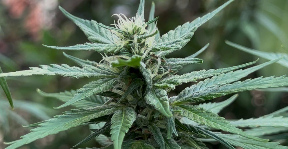 Planta da cannabis: documento a ser encaminhado à agência sanitária propõe quase 30 alterações na legislação
