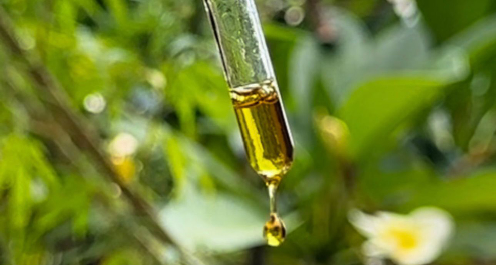 Grupo sugere discutir inclusão de derivados de cannabis em outras categorias de produtos